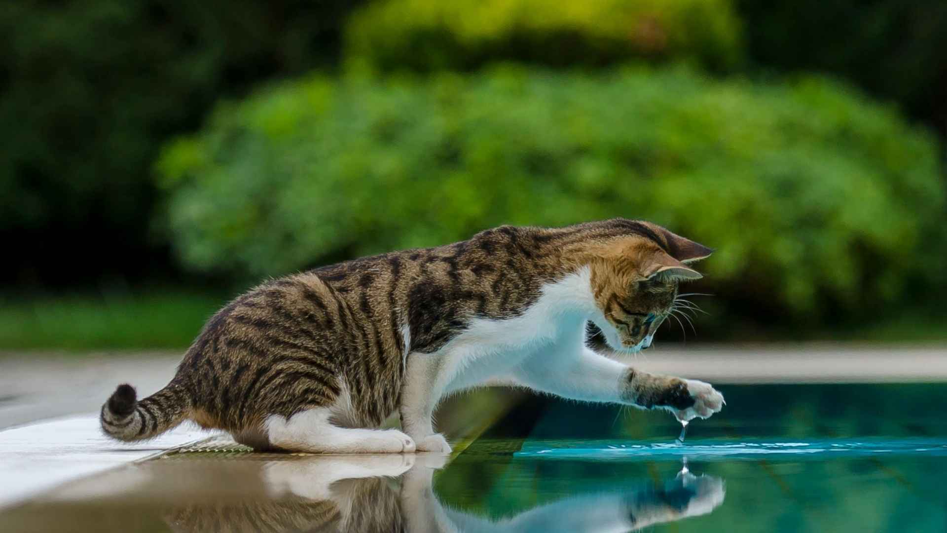 gato en piscina